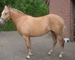 broodmare Viva (German Riding Pony, 2003, from Narrator)