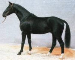 stallion World Cup III (Hanoverian, 1982, from Woermann)