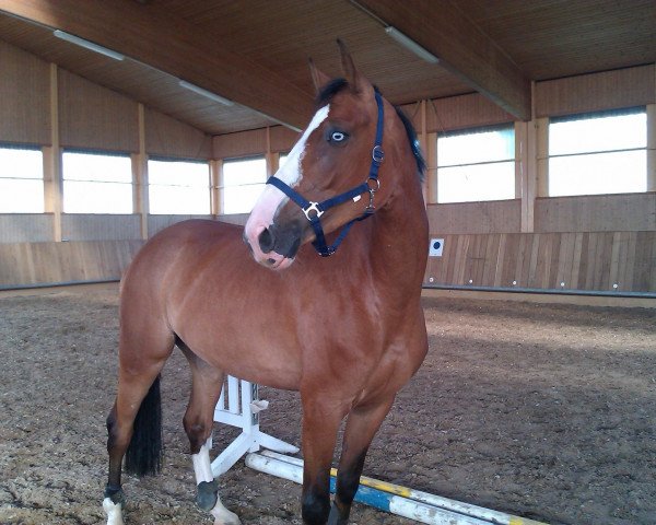 jumper C'est la vie 134 (Oldenburg show jumper, 2006, from Cellini 8)