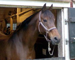 broodmare Rebecca AA (Anglo-Arabs, 1983, from Danser ox)