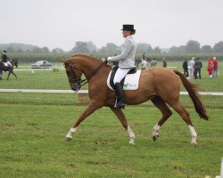 Springpferd Orlando (Schwedisches Warmblut, 1996, von Jetset-D 145 FIN)