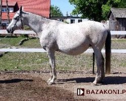 broodmare Slawa (Little-Poland (malopolska), 1994, from Manhattan)