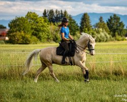 Springpferd Paradiso 33 (Deutsches Reitpony, 2015, von Kelts Pogue)