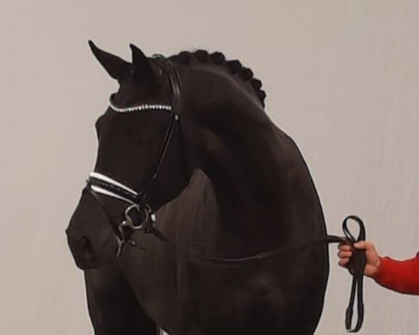 dressage horse Hengst von Le Formidable / Jazz (Westphalian, 2020, from Le Formidable)