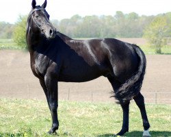 stallion Zalmiyac AA (Anglo-Arabs, 2002, from Come Fast xx)