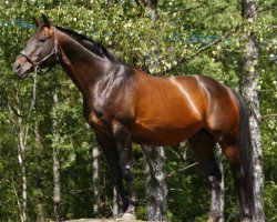 stallion Kilroy AA (Anglo-Arabs, 1990, from Danser ox)