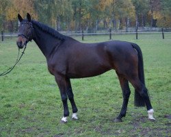 broodmare Rumbia (Rhinelander, 2003, from Raschid N)