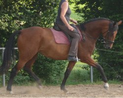 broodmare Passionata (Westphalian, 2005, from Portland L)