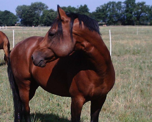 stallion Apache (Quarter Horse, 1996, from Bronco)