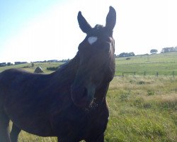 horse Happy go Lucky (Trakehner, 2007, from Bellini Go)