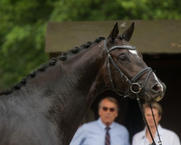 dressage horse Torino 38 (Trakehner, 2013, from Hibiskus)