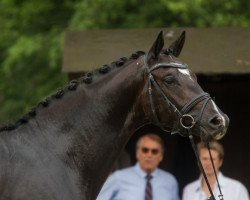 Dressurpferd Torino 38 (Trakehner, 2013, von Hibiskus)