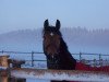 broodmare Lanthana (Westphalian, 2000, from Laurentianer)