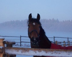 Zuchtstute Lanthana (Westfale, 2000, von Laurentianer)