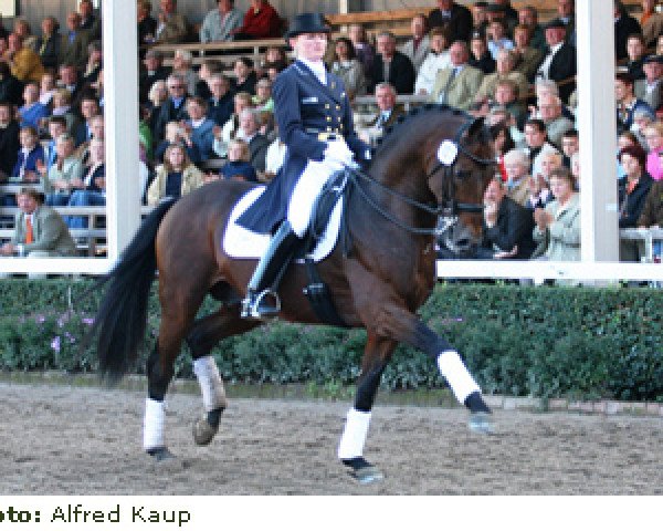 stallion Laurentianer (Hanoverian, 1994, from Lauries Crusador xx)