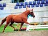 broodmare Tassja (German Riding Pony, 1996, from Top Nonstop)