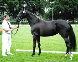 broodmare Collage (Saxony-Anhaltiner, 2002, from Campari M)