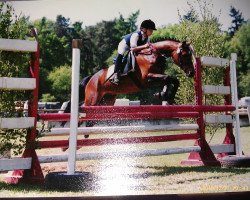 horse Moonlight (German Riding Pony, 1995, from Mentos)