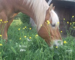 Springpferd Sir Shendow (Haflinger, 2000)