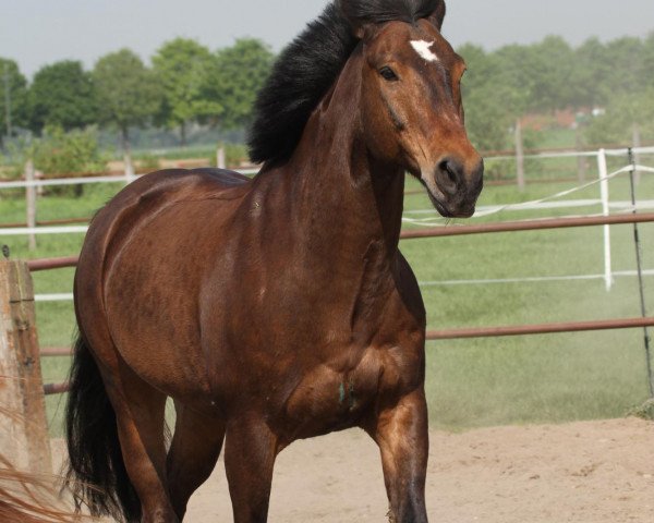 horse Wonder (German Riding Pony, 1994, from Windus)