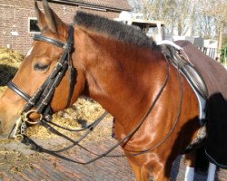 horse Ricarda 306 (German Riding Pony, 2003, from Ruby Gold II)