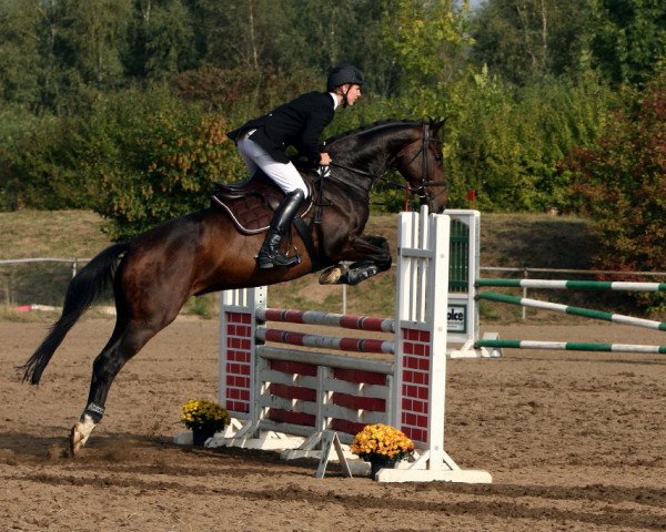 dressage horse Da Vino (Hanoverian, 2003, from Don Vino)