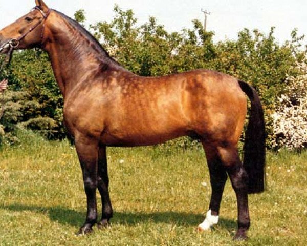 horse Renaldo (Westphalian, 1968, from Remus I)