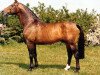 stallion Renaldo (Westphalian, 1968, from Remus I)