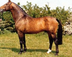 stallion Renaldo (Westphalian, 1968, from Remus I)