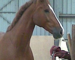 jumper Climbing Dancer (Oldenburg, 1999, from Calido I)