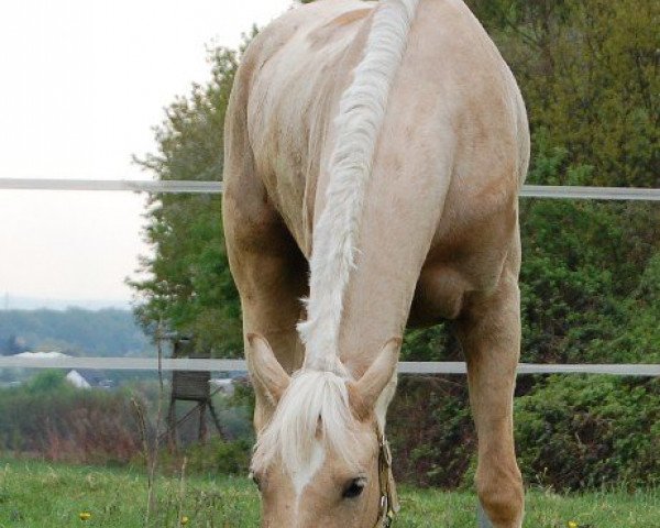 Dressurpferd Charly (Anglo Europäisches Sportpferd, 2006, von Joldis Charmant)