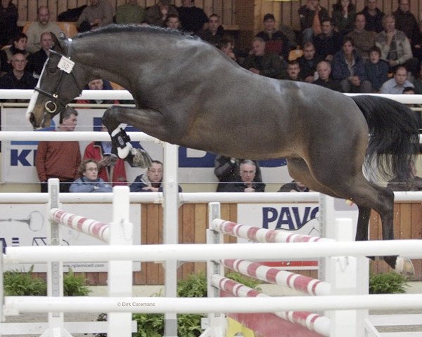 stallion Dream D'Hedge (Belgian Warmblood, 2003, from Parco)