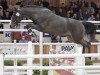 stallion Dream D'Hedge (Belgian Warmblood, 2003, from Parco)