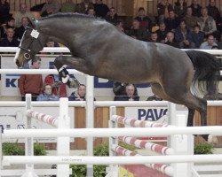 Deckhengst Dream D'Hedge (Belgisches Warmblut, 2003, von Parco)