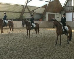 stallion Dancer H.J.S. (German Riding Pony, 2005, from Day of Whisper)