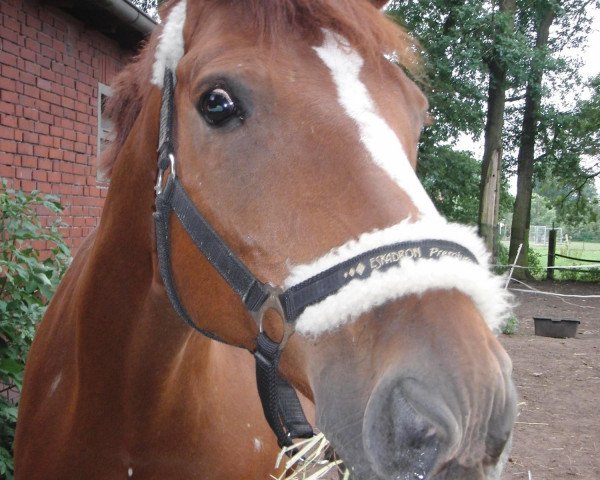 broodmare Primelchen (Westphalian, 1996, from Perrier)