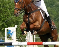 horse Fariola (Hungarian Warmblood, 1997)