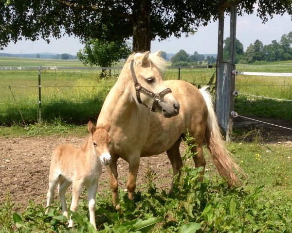 broodmare Lorett (Shetland Pony, 2002, from St. Moritz)