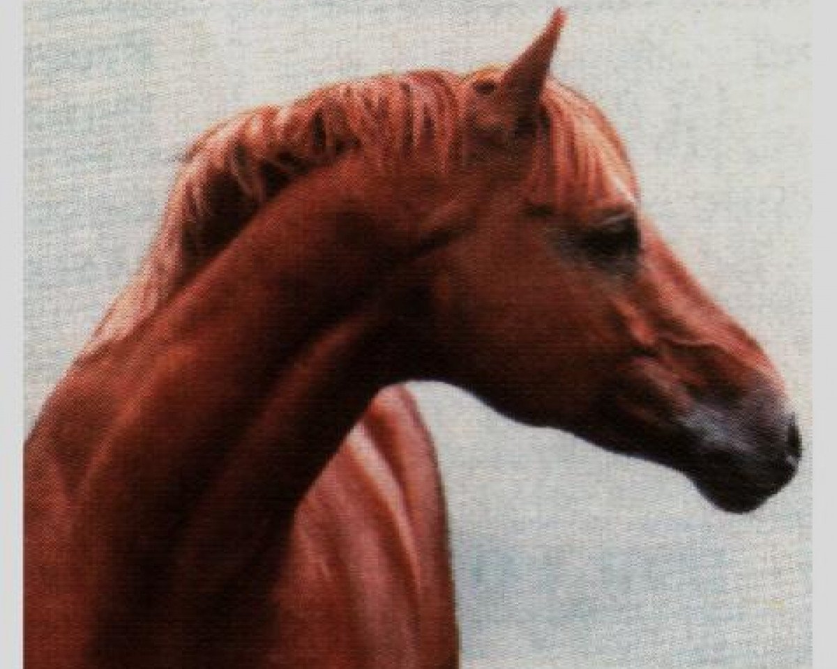 Deckhengst Morgenglanz (Trakehner, 1964, von Abglanz)