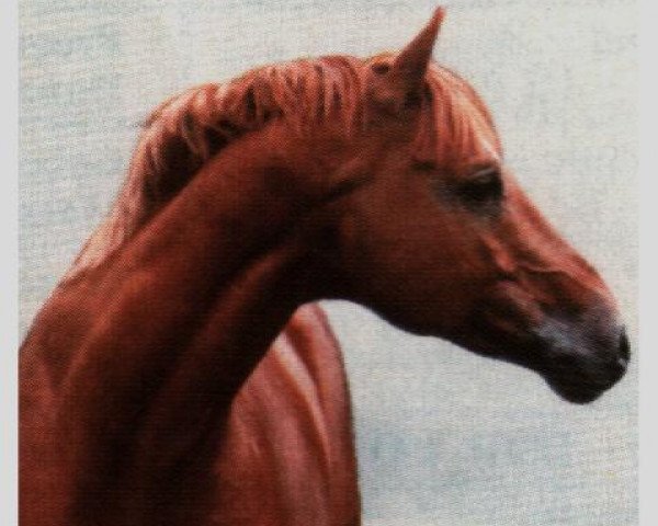 stallion Morgenglanz (Trakehner, 1964, from Abglanz)