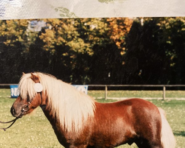 Pferd St. Moritz (Shetland Pony, 1992, von Spitzbube)