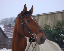 horse San Sibar (Hanoverian, 2001, from Sao Paulo)