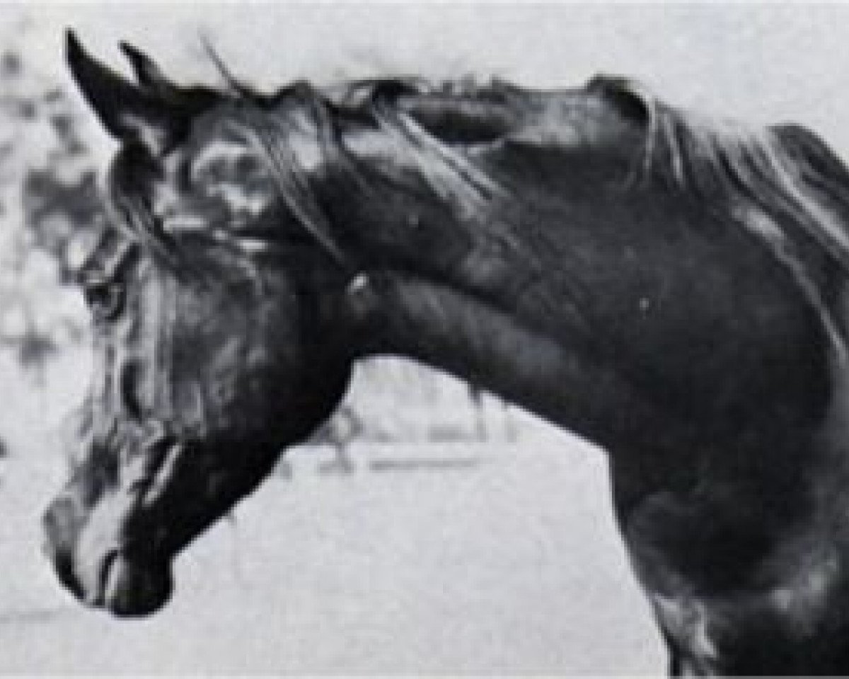 broodmare Mohga 1956 EAO (Arabian purebred, 1956, from El Sareei 1942 RAS)