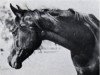 broodmare Mohga 1956 EAO (Arabian thoroughbred, 1956, from El Sareei 1942 RAS)