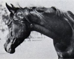 broodmare Mohga 1956 EAO (Arabian thoroughbred, 1956, from El Sareei 1942 RAS)