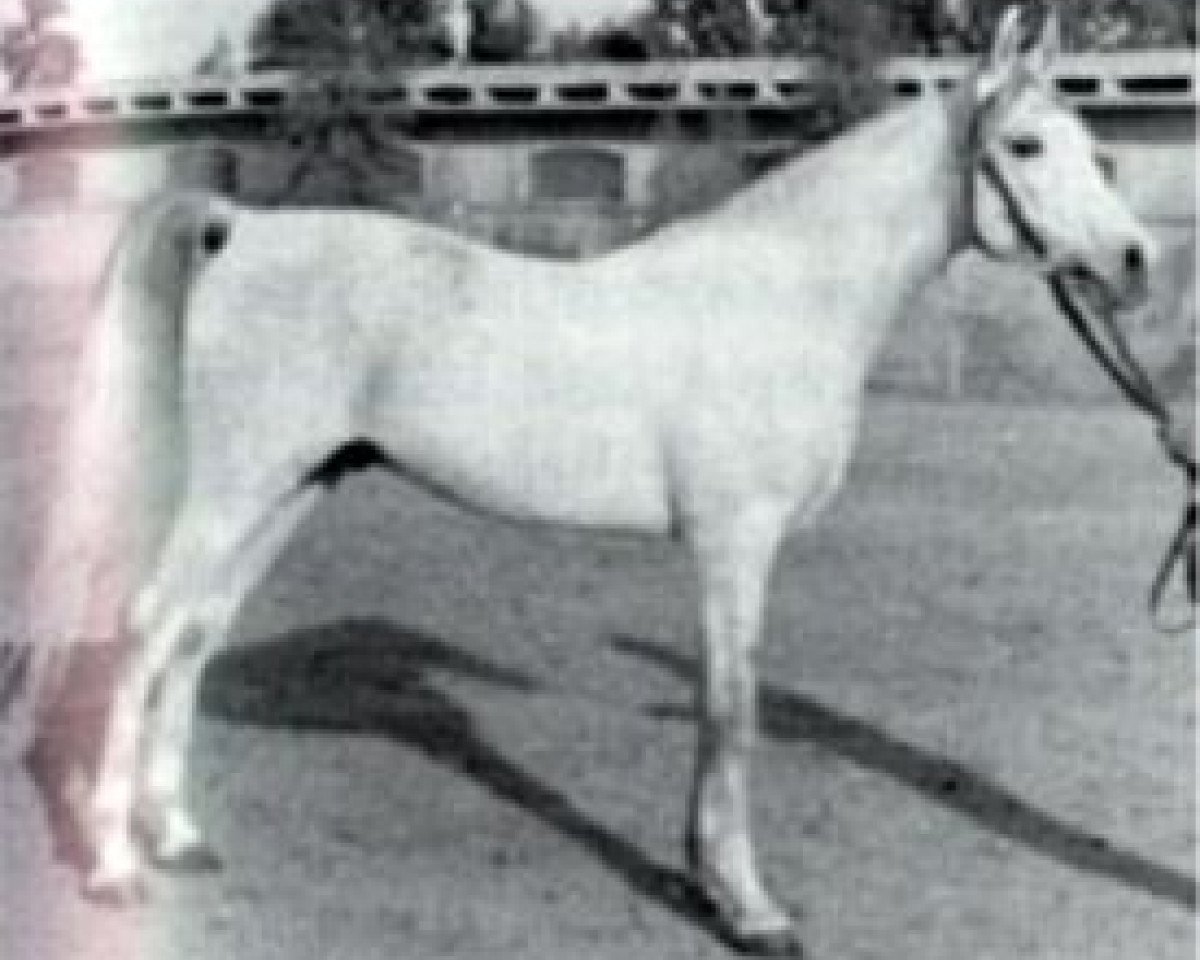 stallion Ibn Maisa EAO (Arabian purebred, 1957, from Nazeer 1934 RAS)