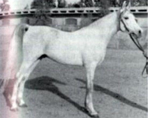 stallion Ibn Maisa EAO (Arabian thoroughbred, 1957, from Nazeer 1934 RAS)