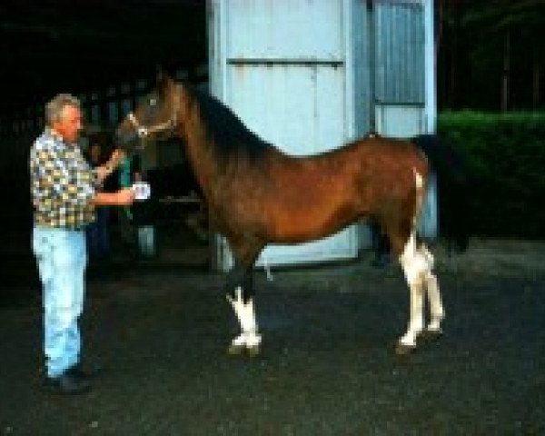 stallion Hombre (Pinto / Pleasure, 1987, from El Aswad 1974 EAO)