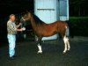 stallion Hombre (Pinto / Pleasure, 1987, from El Aswad 1974 EAO)