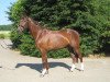 broodmare First Chance L (Westphalian, 2001, from Fibonacci)